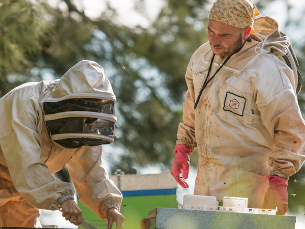 Two beekeepers looking at a beehive