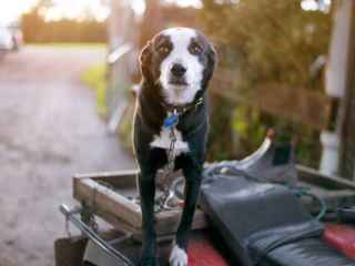 Dog looking at the camera on the back of a trailer